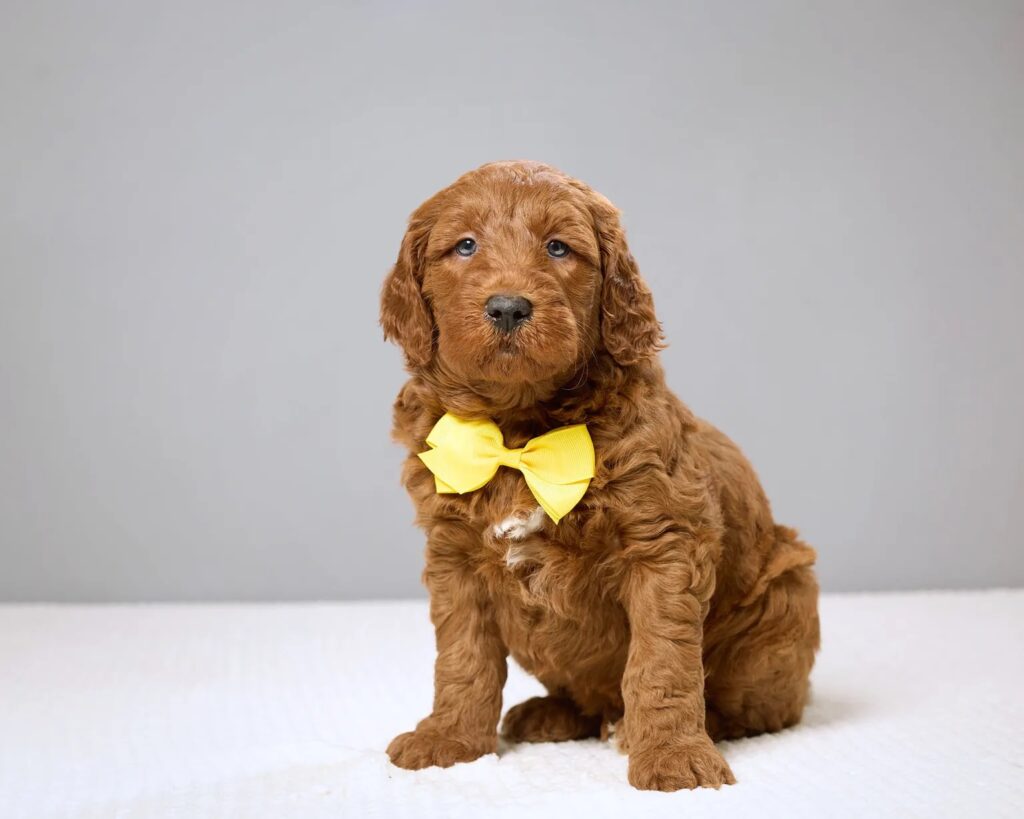 a brown dog sitting on a white surface