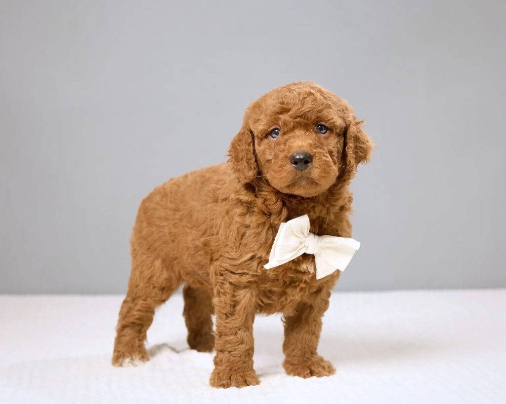 a brown dog sitting on a white surface