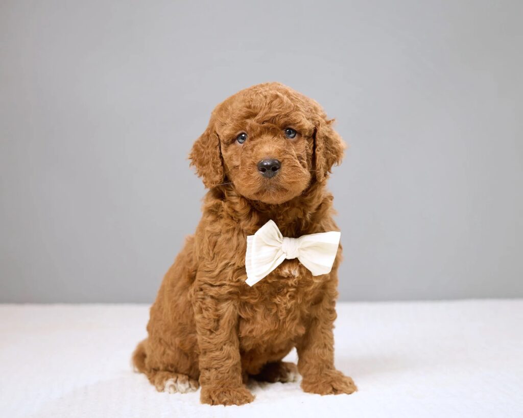 a brown dog sitting on a white surface