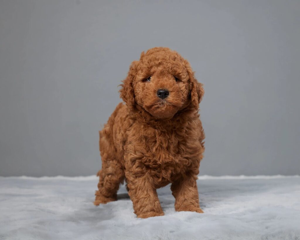 a brown dog on a white surface