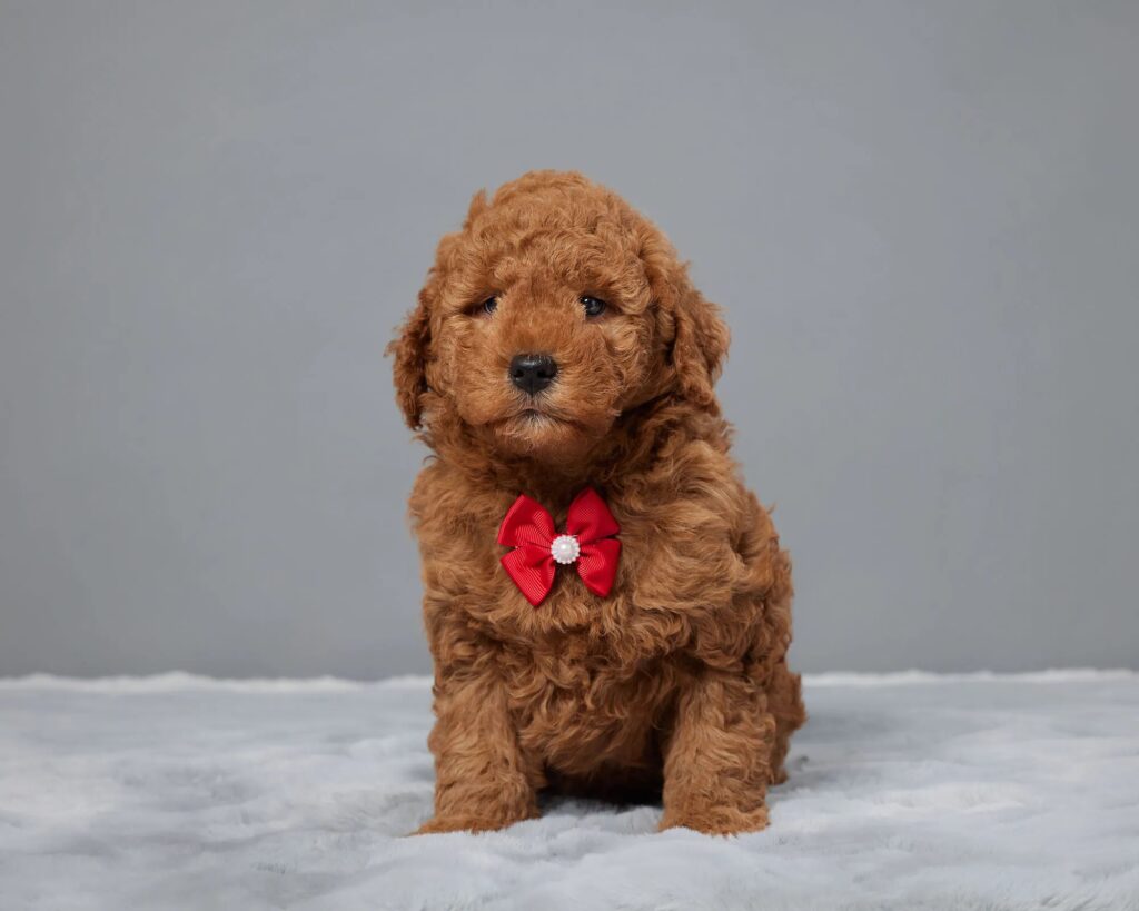 a brown dog sitting on a white surface