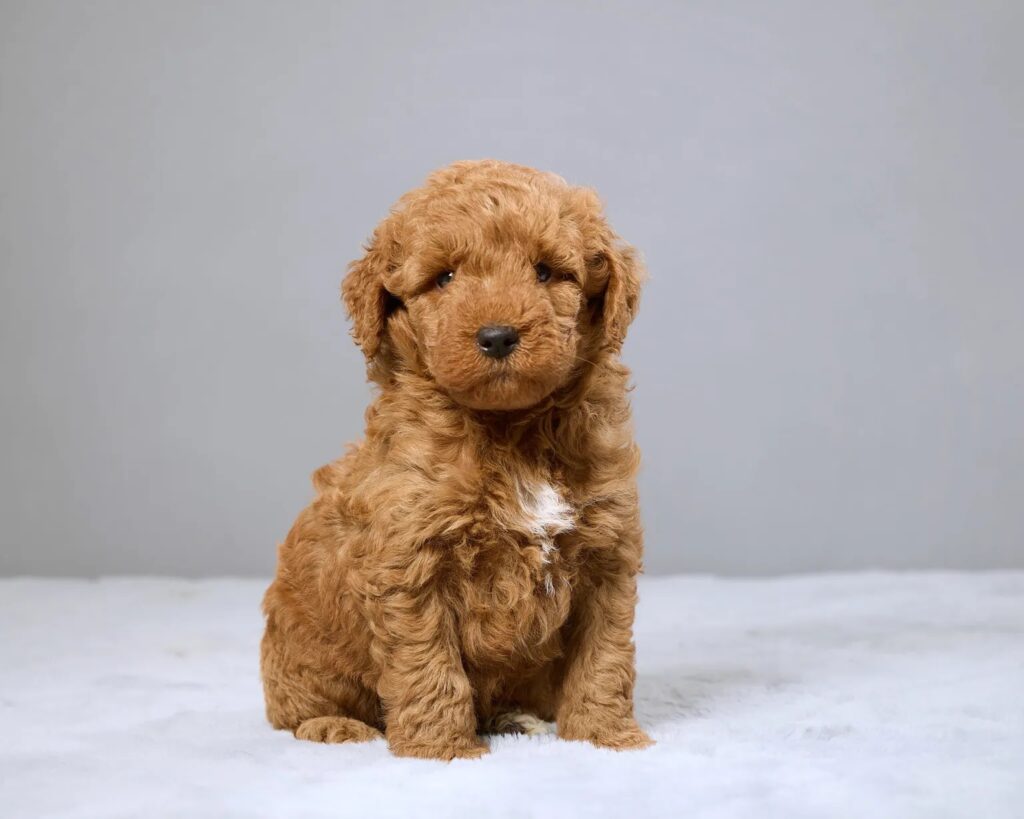 a brown dog sitting on a white surface