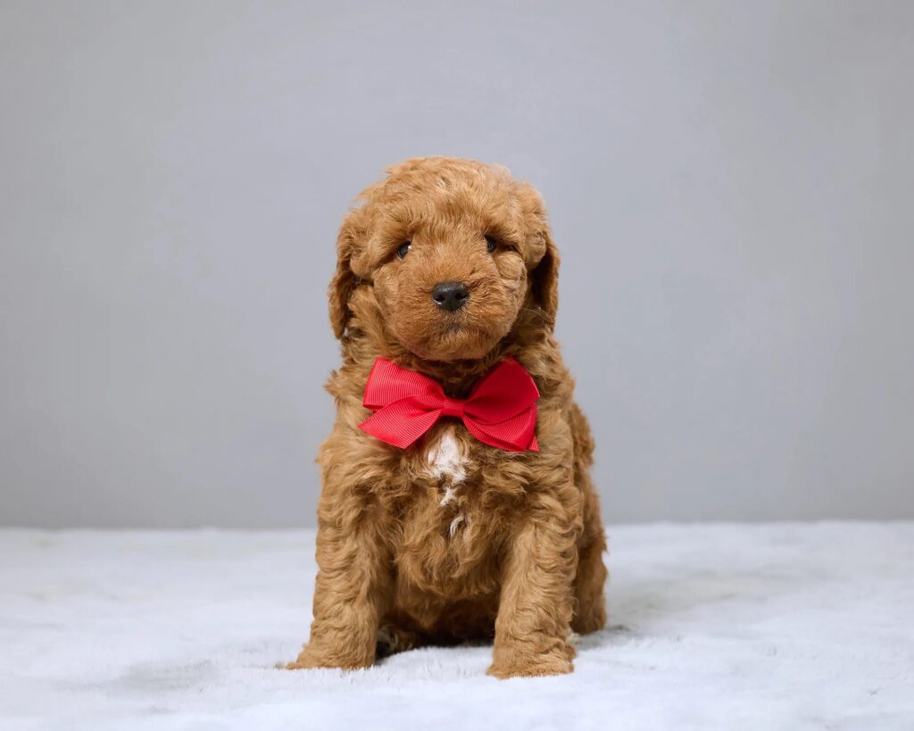 a brown dog sitting on a white surface