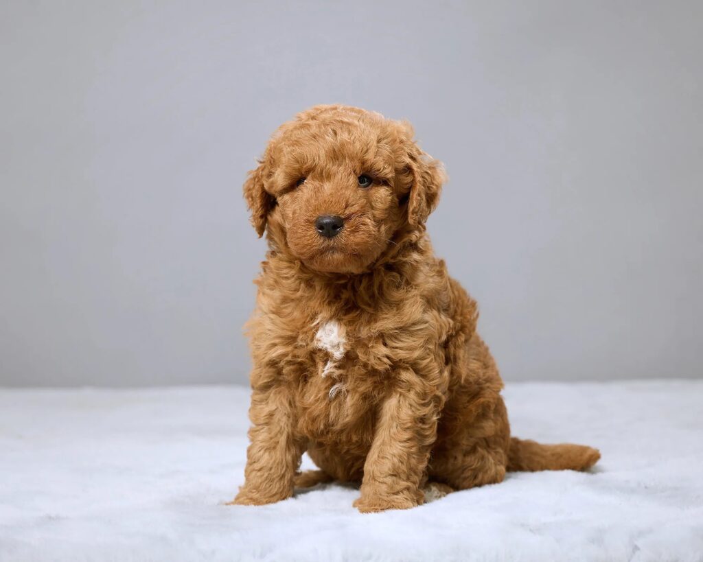 a brown dog sitting on a white surface