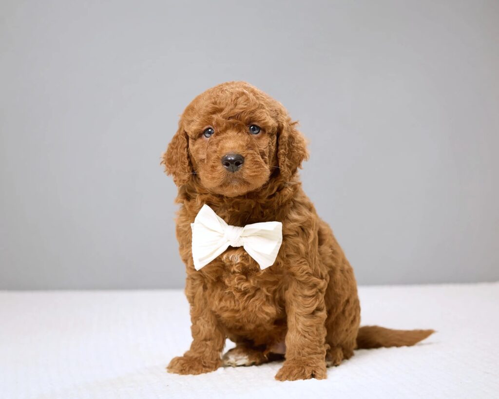 a brown dog sitting on a white surface