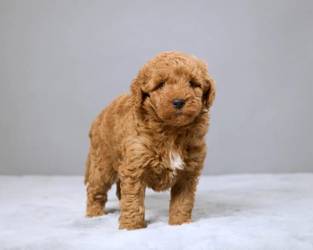 a brown dog on a white surface