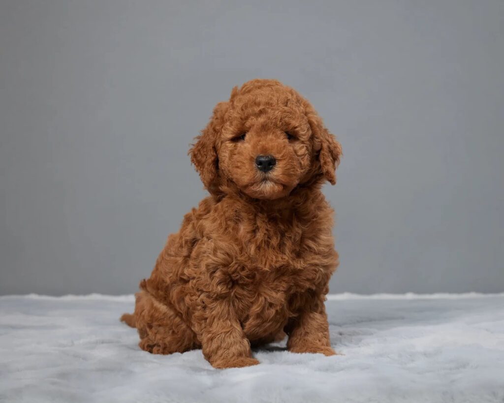 a brown dog sitting on a white surface